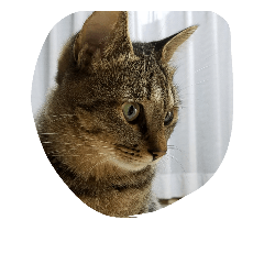 [LINEスタンプ] 猫のささやかな日常です