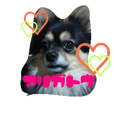 [LINEスタンプ] 愛犬ロック 9