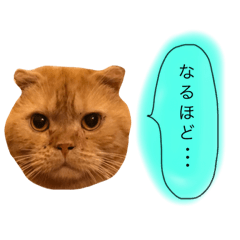 [LINEスタンプ] nyanko stamp2017-2