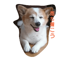 [LINEスタンプ] にゃんこのようなわんこ