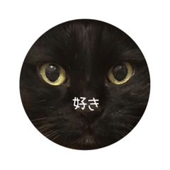 [LINEスタンプ] でか猫