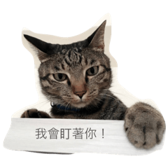 [LINEスタンプ] Dog＆Cat  PLAY