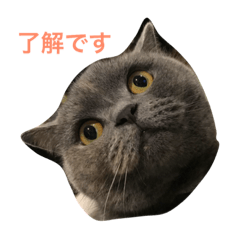 [LINEスタンプ] マイコスタンプ