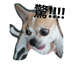 [LINEスタンプ] My life and dog