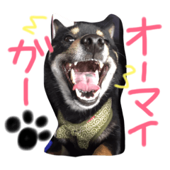 [LINEスタンプ] 柴犬の球