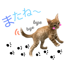 [LINEスタンプ] 茶トラ猫♡ヨギくんスタンプpart2