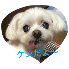 [LINEスタンプ] マルチーズの親子  健＆仁