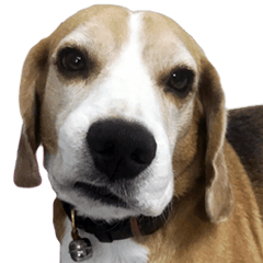[LINEスタンプ] Chanom Dog Der 2