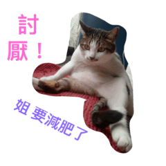 [LINEスタンプ] Cat laby