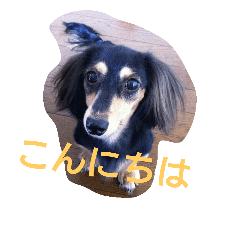[LINEスタンプ] ミニチュア・ダックスフンド   ミルの日常