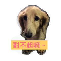 [LINEスタンプ] dog -1