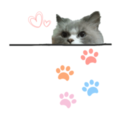 [LINEスタンプ] FiCat