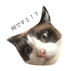 [LINEスタンプ] 飼い猫のスタンプです
