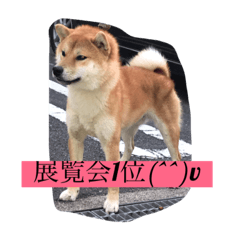 [LINEスタンプ] 柴犬family皇治号