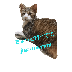 [LINEスタンプ] 会話で使う言葉集