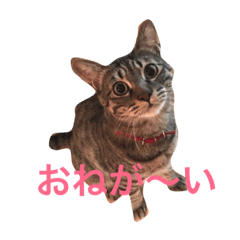 [LINEスタンプ] ゆるトム