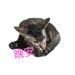 [LINEスタンプ] gray cat cute cat