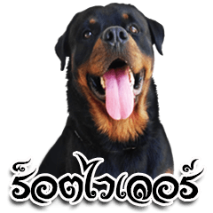 [LINEスタンプ] Rottweiler Thailand