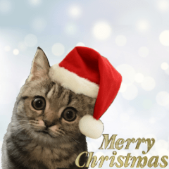 [LINEスタンプ] ミヌエットのショコラ子猫写真3冬Xmas正月の画像（メイン）