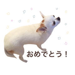 [LINEスタンプ] ヒナちゃんの日常