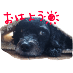 [LINEスタンプ] 愛犬 弁慶 犬 2