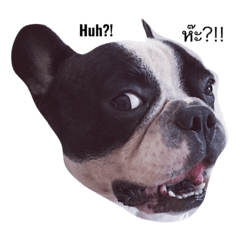[LINEスタンプ] Cooper the dog