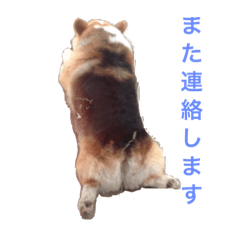 [LINEスタンプ] 律儀コーギー
