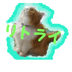 [LINEスタンプ] persian cat chiffon 2