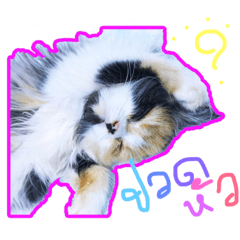 [LINEスタンプ] cat01
