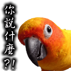 [LINEスタンプ] Sun conure couple, Mango and Kiwi！