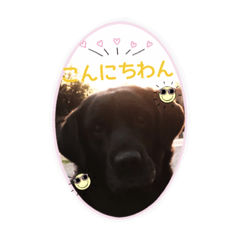 [LINEスタンプ] 黒ラブです