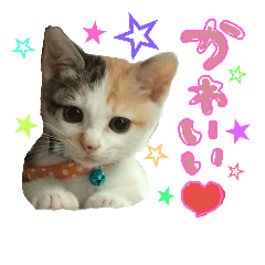 [LINEスタンプ] 三毛猫おもち！赤ちゃんversion