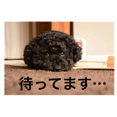 [LINEスタンプ] シンバ君