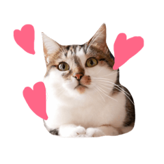 [LINEスタンプ] My love cat peechan！