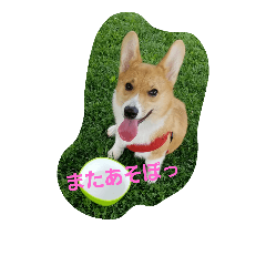 [LINEスタンプ] rpmnわんスタンプ