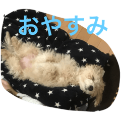 [LINEスタンプ] he is kaikun