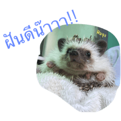 [LINEスタンプ] Hedgehog JomJeezJaz 