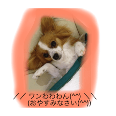 [LINEスタンプ] パピヨン犬のこっちゃんの日常会話(犬語)