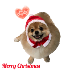 [LINEスタンプ] Merry Christmas, Cotton ＆ Big bear