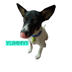 [LINEスタンプ] Jacqueline the funny rat terrier