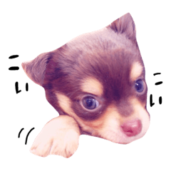 [LINEスタンプ] pino 2