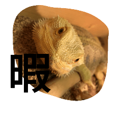 [LINEスタンプ] 使えるトカゲラッシュ(笑)