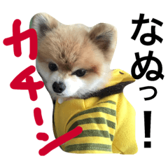 [LINEスタンプ] 僕たぬき 2