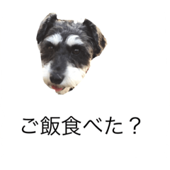 [LINEスタンプ] ラビです