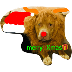 [LINEスタンプ] Pit  Bull merry Xmas