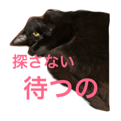 [LINEスタンプ] 黒猫クインのスタンプ