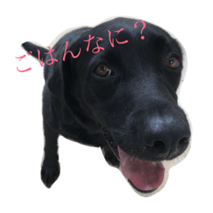 [LINEスタンプ] 我が家の犬さんたち