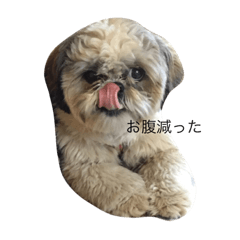 [LINEスタンプ] Shih Tzu Shishimaru