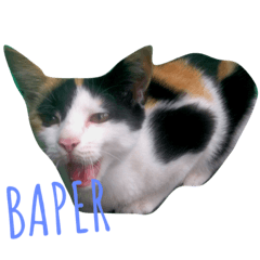 [LINEスタンプ] The Cutest Cat