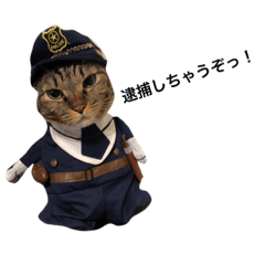 [LINEスタンプ] 猫（くう）の日常